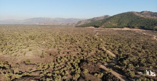 (Özel) Deli Zeytini Akıllı Yaptılar