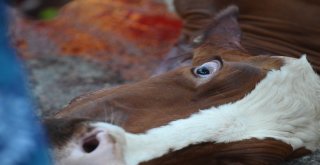 Bursada Kurban Kesim Yerleri Doldu, Taştı