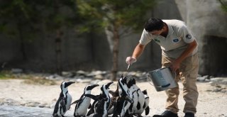 Aslan Ve Kaplanlara Nefes Kesen Beslenme Testi