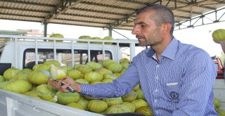 Çankırıda Kavun Üretimi Yüzleri Güldürdü