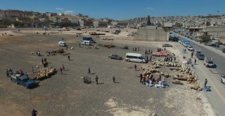 Şahinbeyde Kurban Satış Ve Kesim Yerleri Belirlendi