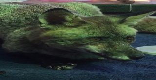 Çeşmeli Kaptan Yabani Tilki Osiyi Elleriyle Besliyor