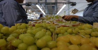 Sultaniye Üzümünde Sezon Açıldı