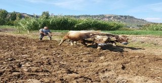 Aydında Boğalar Daha Fazla Para Etmesi İçin Eğitilmeye Başlandı