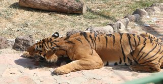 (Özel) Sıcak Havadan Etkilenen Hayvanlar Buzlu Kokteylle Serinletiliyor