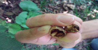 Fındık Bahçelerinde Meyve Dökümü