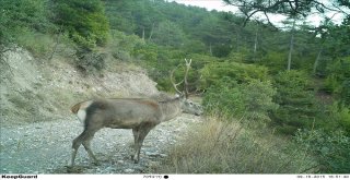 Hitit Üniversitesi Çorumdaki Yaban Hayvan Çeşitliliğini Araştıracak