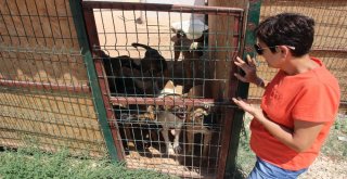 Çeşmede Sokak Hayvanları Sahipsiz Değil