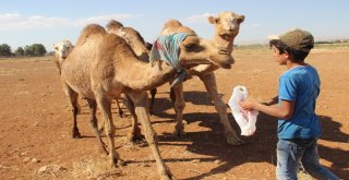 Şanlıurfada Yetiştirilen Kurbanlık Develer Alıcılarını Bekliyor