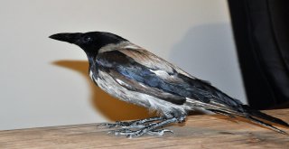 Yaralı Kargayı İyileşene Kadar Evinde Misafir Edecek