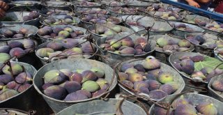 (Özel Haber) Kraliçe İncirine İhracat İzni Çıktı, Yüzler Gülüyor