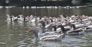 Karsta Kazlar Besiye Alındı