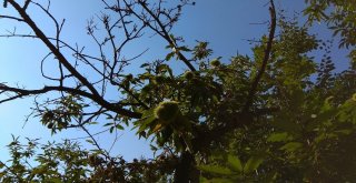 (Özel Haber) Katil Arılar Kestane Ağaçlarını Kuruttu