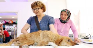 Yaralı Halde Bulduğu Köpeği Tarım Aracıyla 30 Kilometreden Tedaviye Getirdi