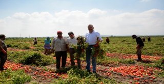 Karacabey Ovasında Domates Hasadı Başladı