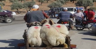 (Özel) Motosikletle Kurbanlık Sevkıyatı