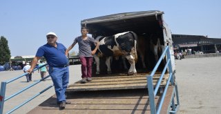 Denizlide Kurbanlık Hayvan Alışverişleri Hızlandı