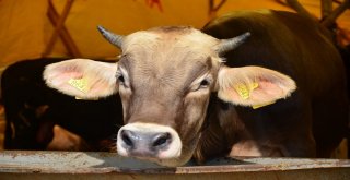 Pursaklarda Hesaplı Kurban Bulmak Mümkün