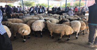 Siverekte Kurbanlıklar Satılmaya Başlandı