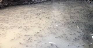 Baraj Önünde Sıkışan Balıklar Havasızlıktan Telef Oluyor