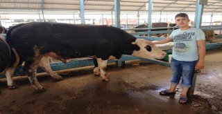 1 Tonluk Kurbanlık Barona Rakip Aranıyor