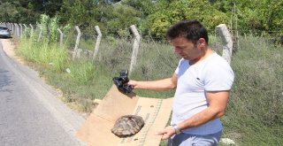 Tatilci Kaplumbağaya Siper Oldu