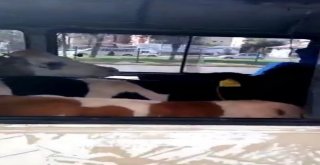Minibüsten 5 Büyükbaş Kurbanlık Çıktı
