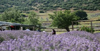 Türkiyenin Doğal Fotoğraf Stüdyosu Lavanta Tarlalarında Düğün Turizmi