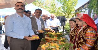 Kahramanmaraşta Kayısı Tarla Günü