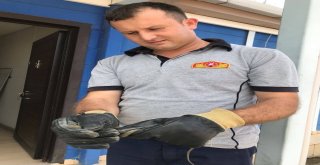 İtfaiyeye Gelen Küçük Yılan Yakalanıp Doğaya Salındı
