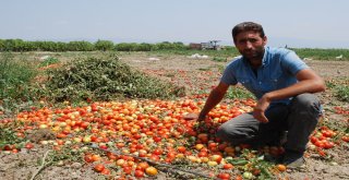 Salçalık Domatesin Ekimi Yüzde 50 Düştü