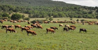 Gümüşhanede Büyükbaş Hayvan Sayısı Son 20 Yılın Zirvesinde