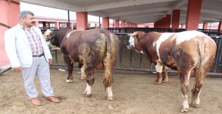25 Bin Liralık Simental Dana Alana Biri Hediye