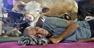 (Özel) Besicilerin 24 Saat Kurban Nöbeti