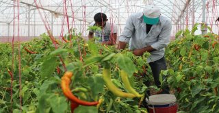 Suriyeli Mülteciler Yetiştiriyor, Türk Kursiyerler İşliyor
