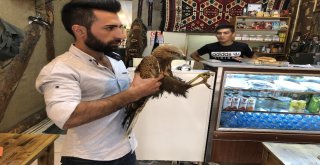 Karsta Vatandaşların Bulduğu Yaralı Kızıl Şahin Tedavi Edilecek