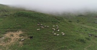 Anzer Yaylası, Ayder Ve Uzungöl Gibi Olmayacak