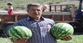 Hatay Karpuzu, Adana Karpuzuna Rakip Oldu