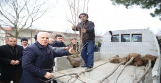 Fidanlar Yeniden Yeşil Bursa İçin Toprakla Buluştu