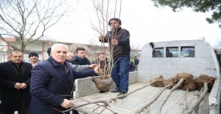 Fidanlar Yeniden Yeşil Bursa İçin Toprakla Buluştu