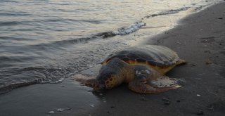 Aliağa Sahilinde Caretta Caretta Ölü Bulundu