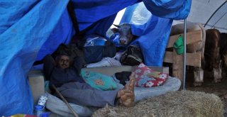 (Özel) Besicilerin 24 Saat Kurban Nöbeti