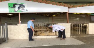 Bayrampaşada Kurbanlıklar Denetim Altında