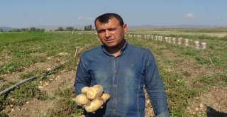 Sandıklıda Yeni Mahsul Patates Hasadı Başladı