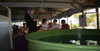 Deniz Kaplumbağalarına Yerli Ve Yabancı Turist İlgisi