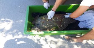 70 Yaşındaki Dev Deniz Canlısı Son Anda Kurtarıldı