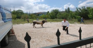 Uygulama Noktasında Durdurulan Kamyonetteki Boğa Kaçtı