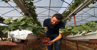 (Özel)Turizm Sektörünü Bıraktı, Memleketinde Toprak Kullanmadan Çilek Yetiştiriyor