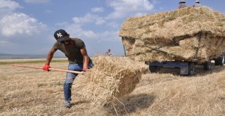 Karsta Sıcak Havada Çiftçilerin Ot Toplama Mesaisi