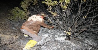 Ayvalıkta Zeytinlik Yangını